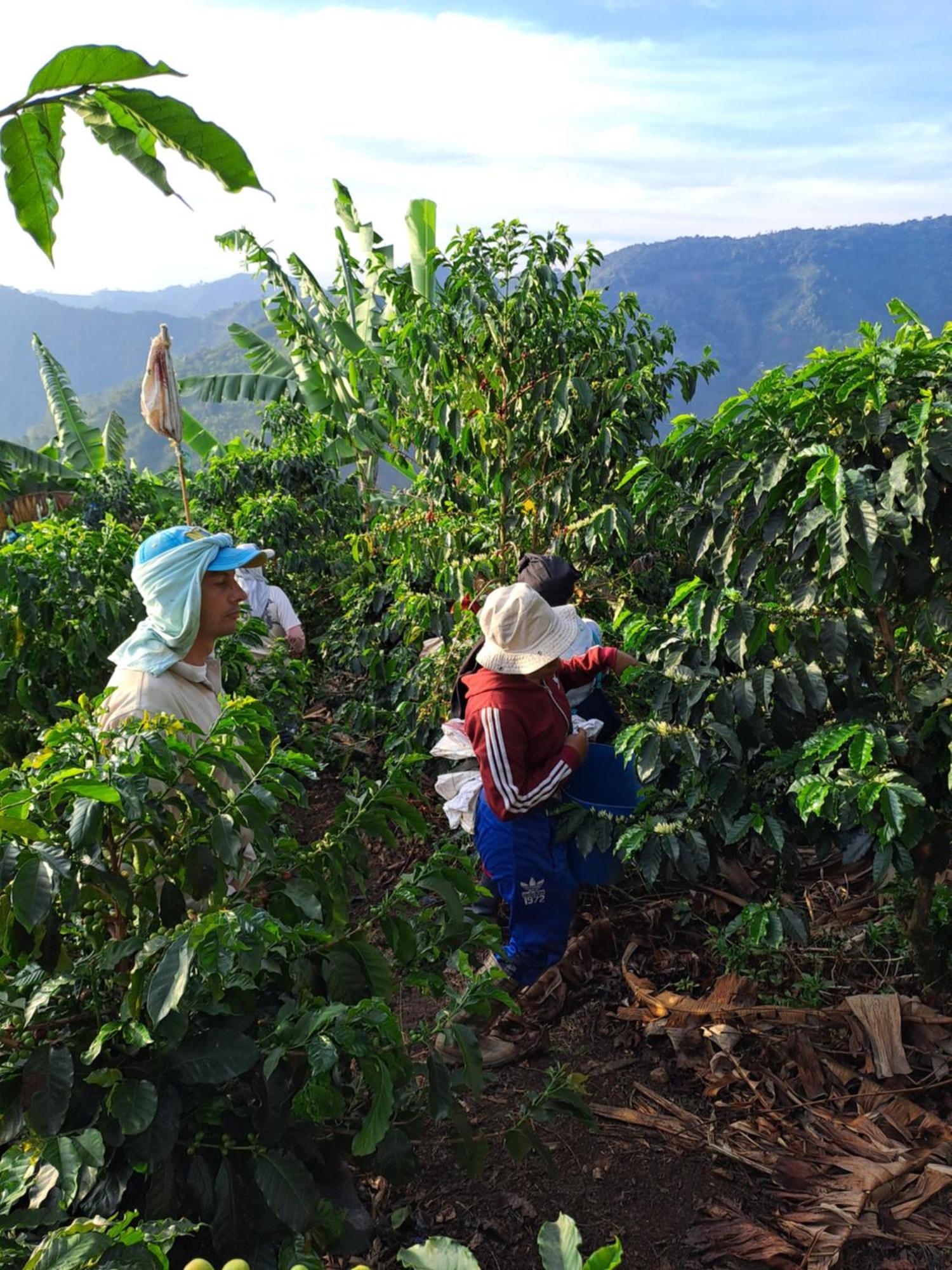 Finca La Manchuria Salgar  Buitenkant foto